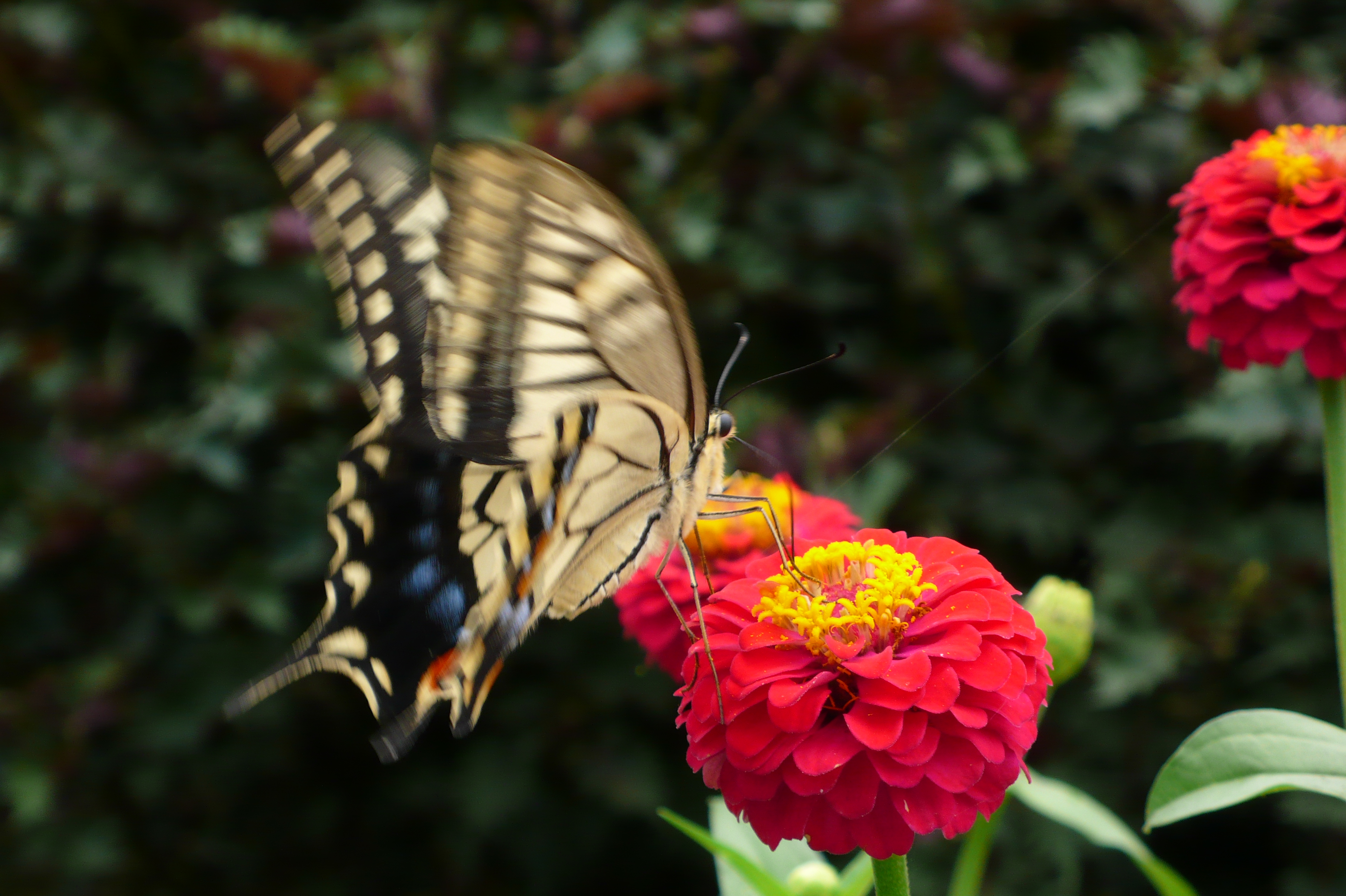 アゲハ蝶がよく舞い降ります