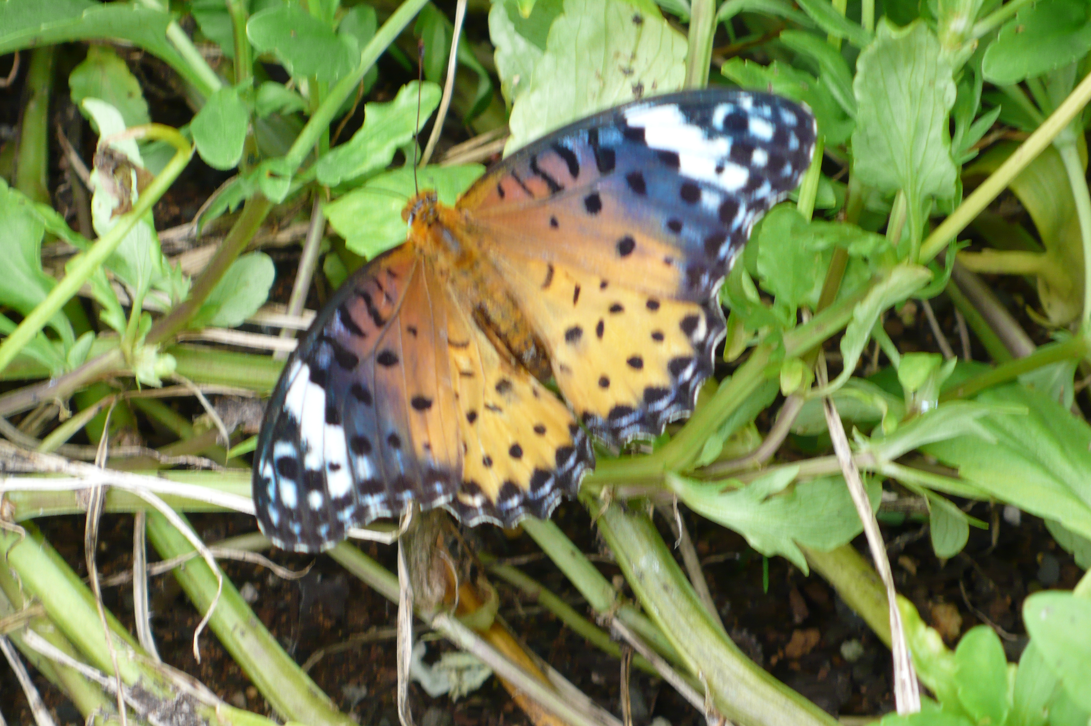 ツマグロヒョウモンです