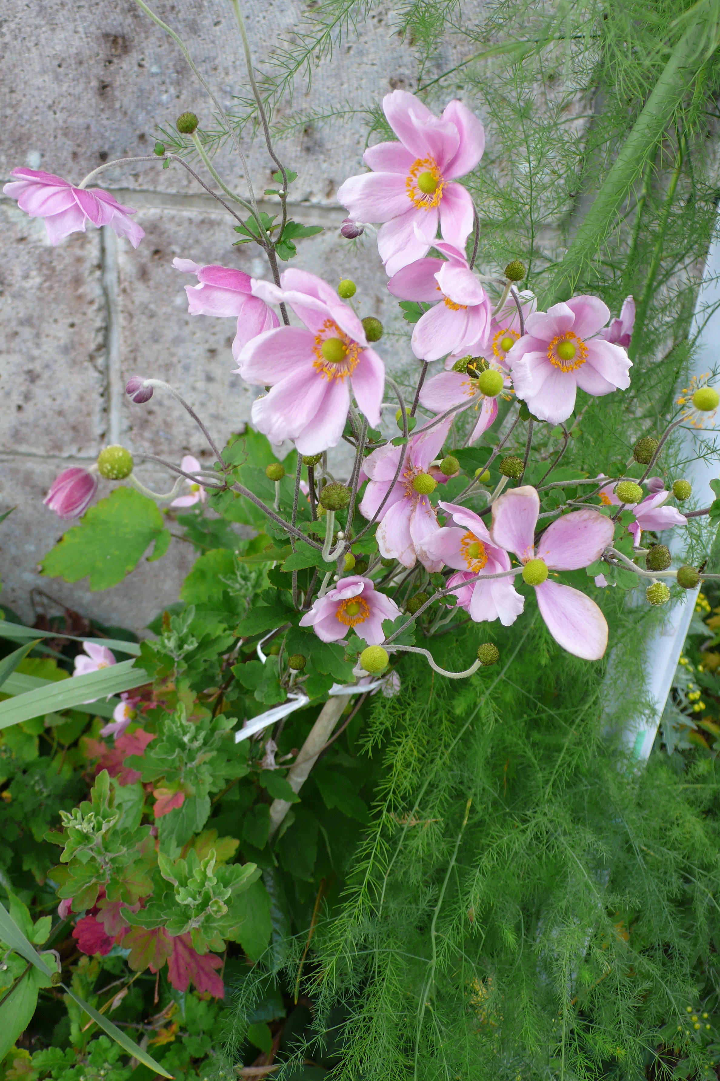 しょうめい菊です