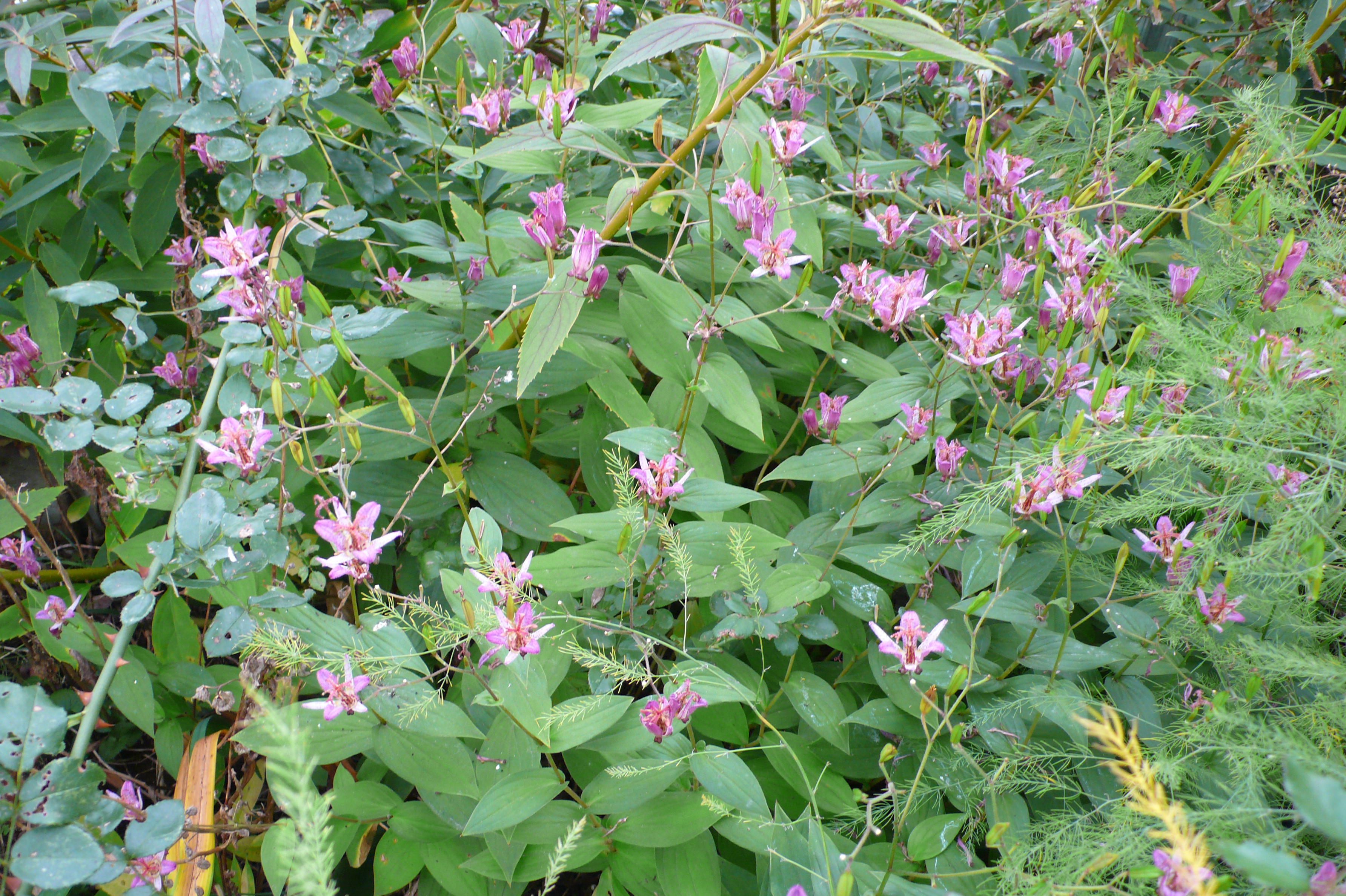 ホトトギスです