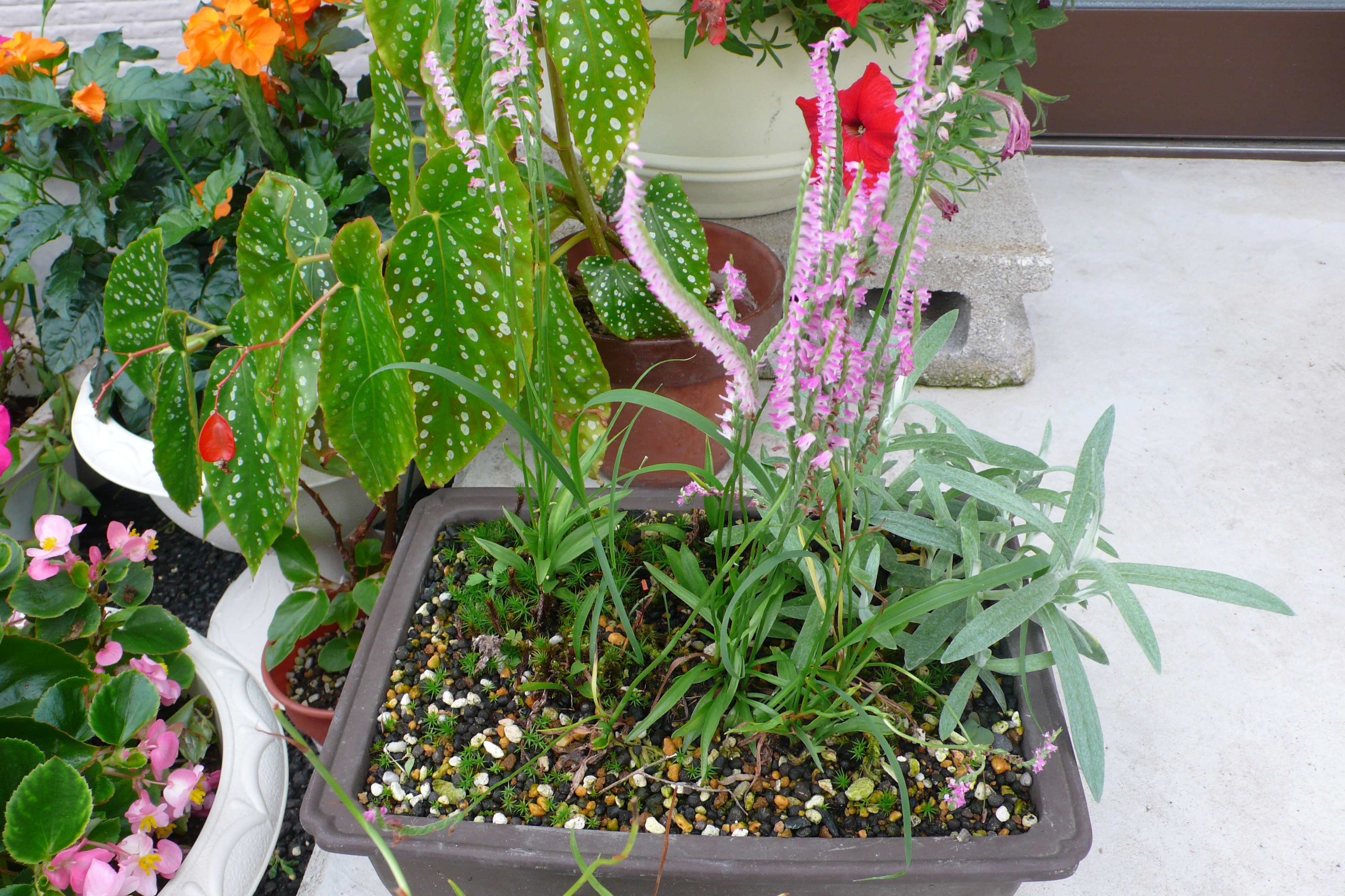 ネジ花とウスユキ草です