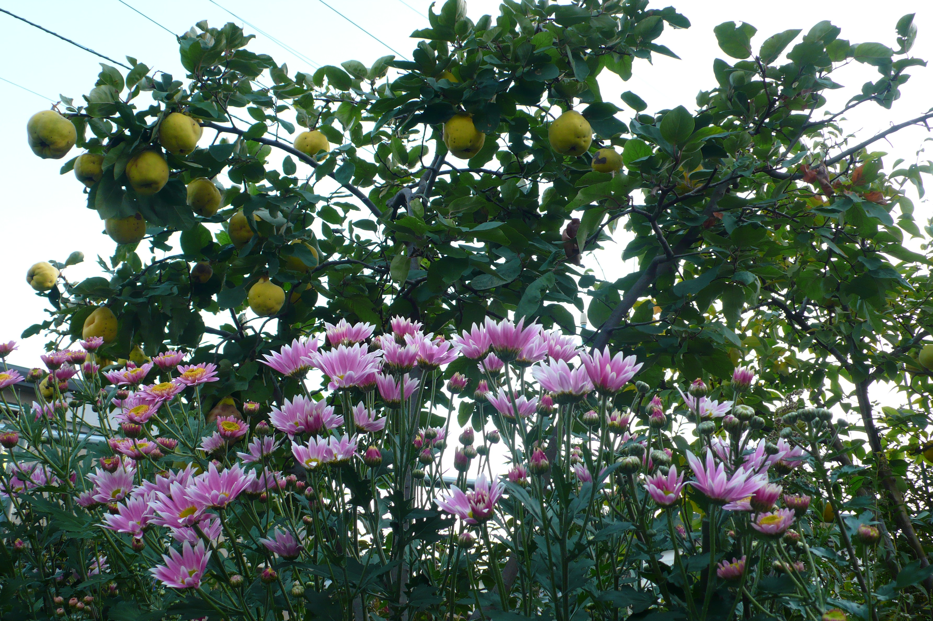 会社の庭にも咲いています。