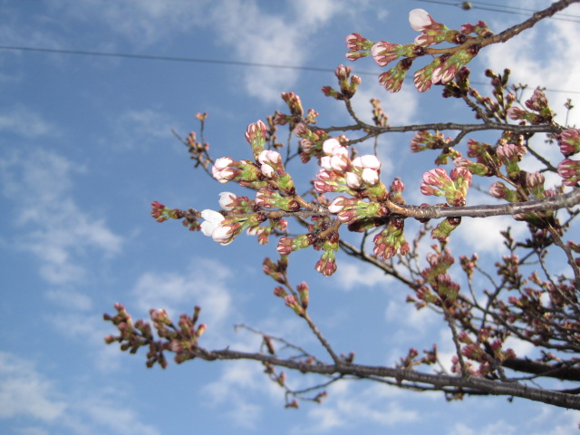 長野市善光寺近くの城山公園もようやく桜の花が  今朝から咲き始めました！
