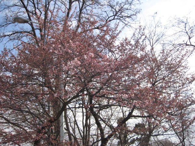 長野市城山動物園の近くの桜の花も咲き始めました