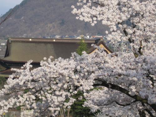 善光寺と桜の花