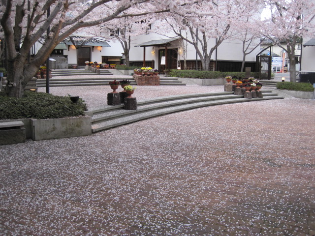 桜の花のじゅうたん