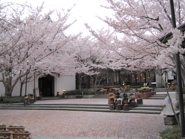 レストランさくらまで花のじゅうたんは続きます