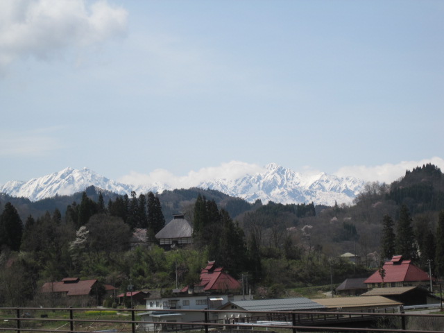 山桜の咲いている山の向こう側は、アルプスの連山が素晴しいです