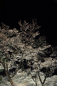 ２０１２年水戸の桜が満開です０５