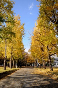 水戸市茨城県立歴史館の銀杏(イチョウ)01