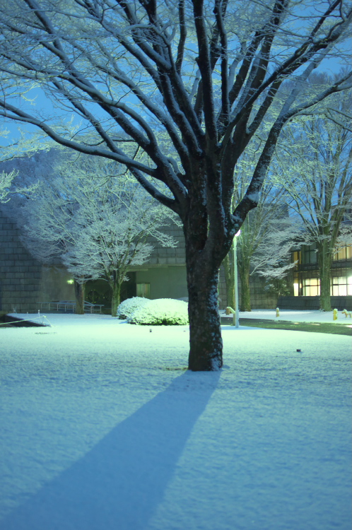 雪の偕楽園・茨城県立歴史館11