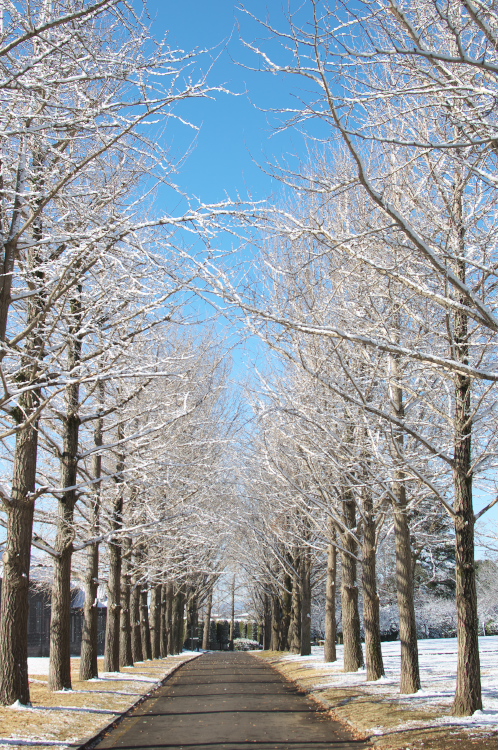 雪の偕楽園・茨城県立歴史館02
