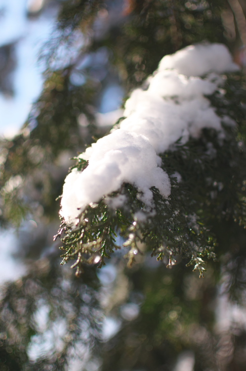 雪の偕楽園・茨城県立歴史館05