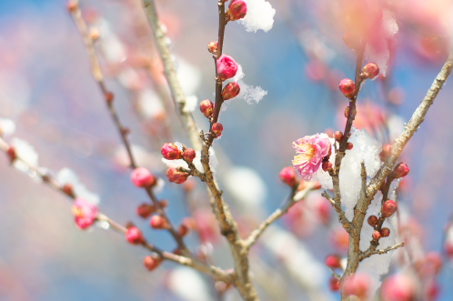 雪の偕楽園・茨城県立歴史館08