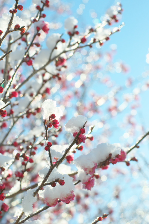 雪の偕楽園・茨城県立歴史館10