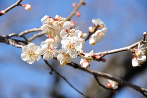2014年3月2週目の梅04