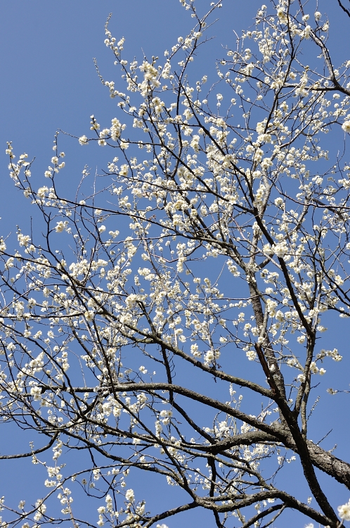 2014年3月2週目の梅10