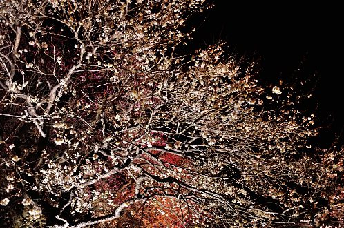 ２０１４年水戸市偕楽園の夜梅祭01