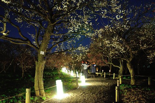 ２０１４年水戸市偕楽園の夜梅祭03