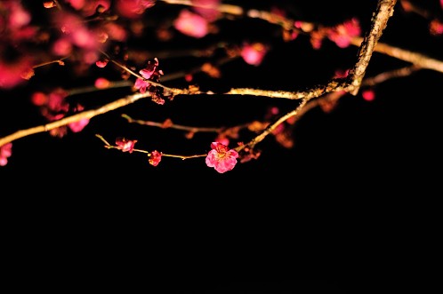 ２０１４年水戸市偕楽園の夜梅祭08