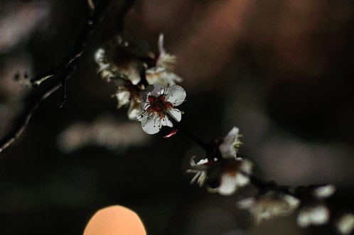 ２０１４年水戸市偕楽園の夜梅祭09