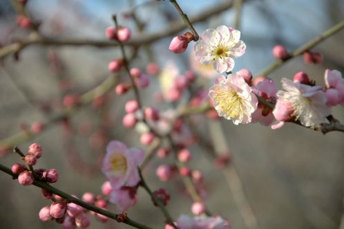 2014年3月下旬の水戸市偕楽園の梅05