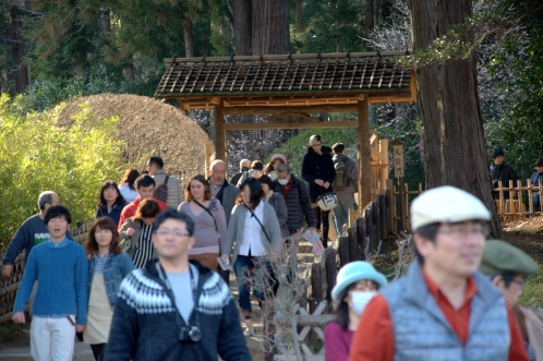 2014年3月下旬の水戸市偕楽園の梅06