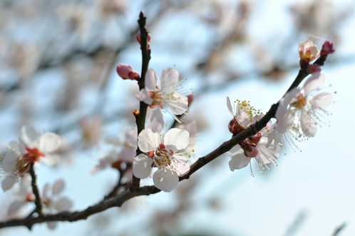 2014年3月下旬の水戸市偕楽園の梅07