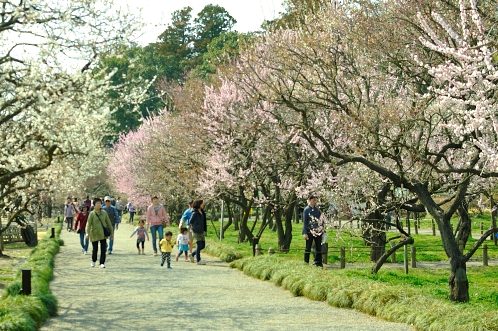 2014年3月下旬の水戸市偕楽園の梅08