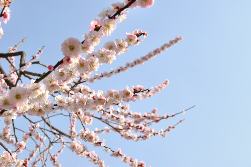 2014年3月下旬の水戸市偕楽園の梅10