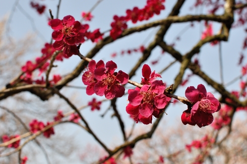 2014年3月下旬の水戸市偕楽園の梅11