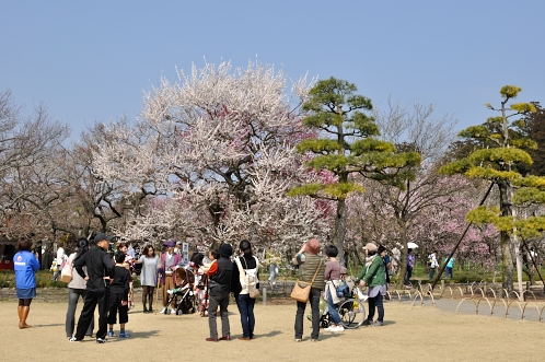 2014年3月下旬の水戸市偕楽園の梅12