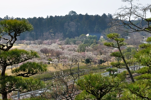 2014年3月下旬の水戸市偕楽園の梅13