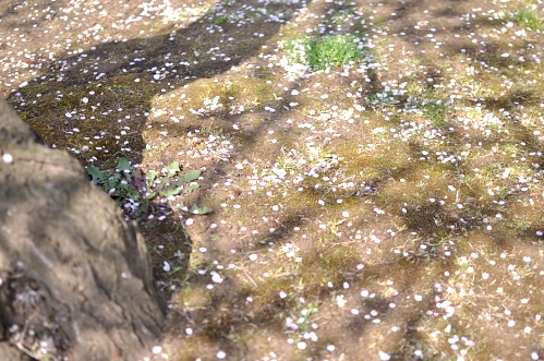 2014年3月下旬の水戸市偕楽園の梅14