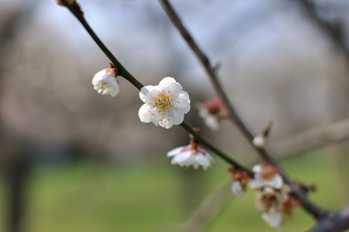 2014年3月下旬の水戸市偕楽園の梅15