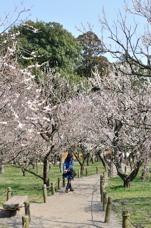2014年3月下旬の水戸市偕楽園の梅16