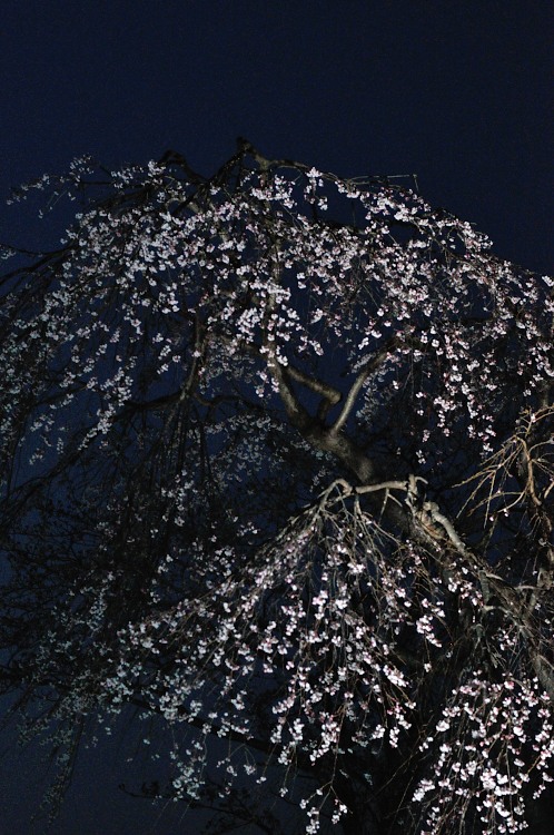 2014年4月水戸桜散歩10