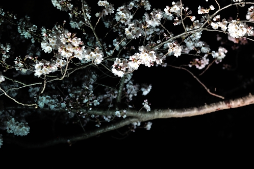 2014年4月水戸桜散歩09