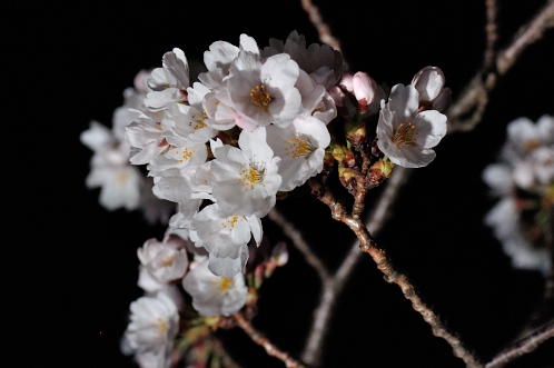 2014年4月水戸桜散歩08