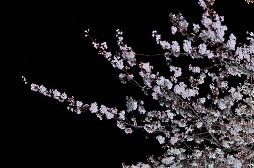 2014年4月水戸桜散歩07