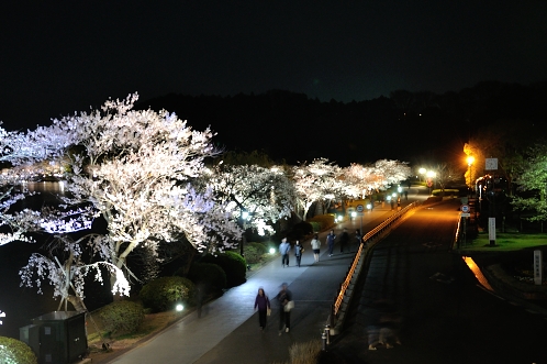 2014年4月水戸桜散歩06