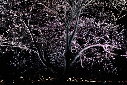 2014年4月水戸桜散歩05