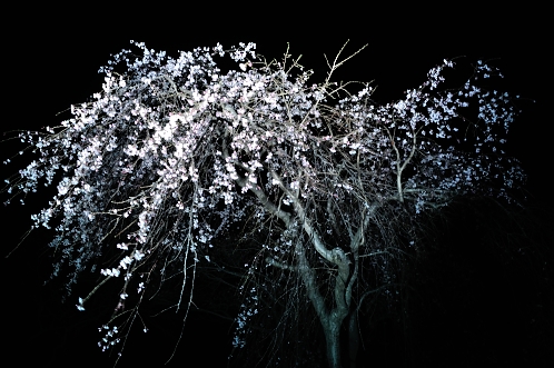 2014年4月水戸桜散歩04