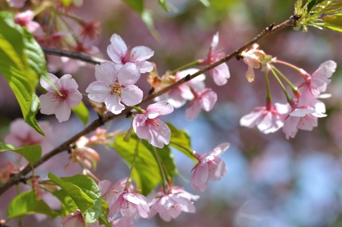 2014年4月水戸桜散歩02