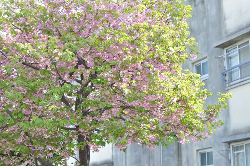 2014年4月水戸桜散歩01