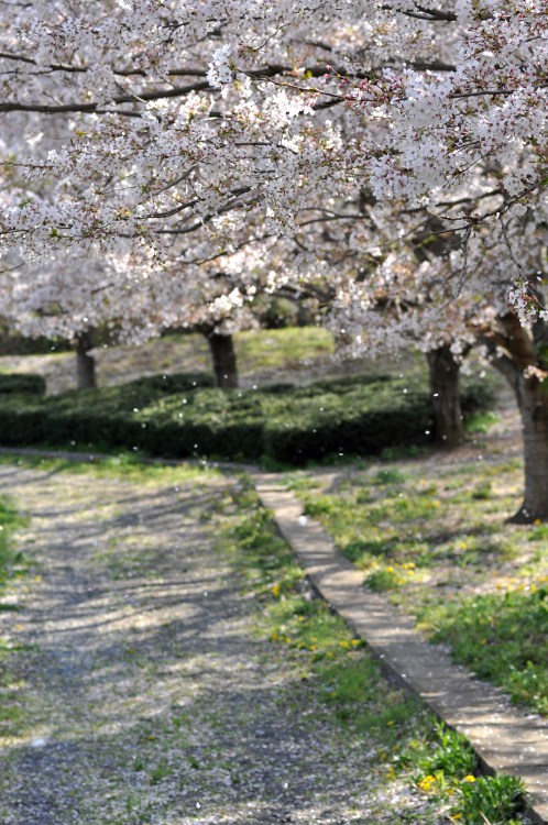 散りゆく桜の花びら02