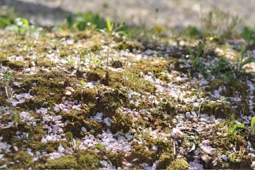 散りゆく桜の花びら01