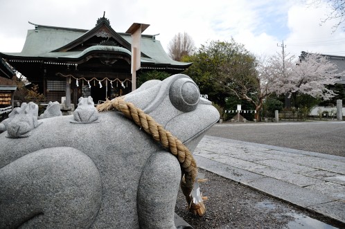 桜！サクラ！さくら！2014年水戸の桜が満開04