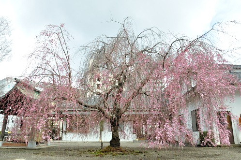 桜！サクラ！さくら！2014年水戸の桜が満開03