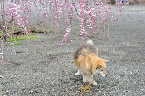 桜！サクラ！さくら！2014年水戸の桜が満開02